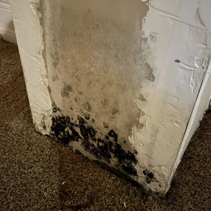Professional Mold Removal in Seville, OH